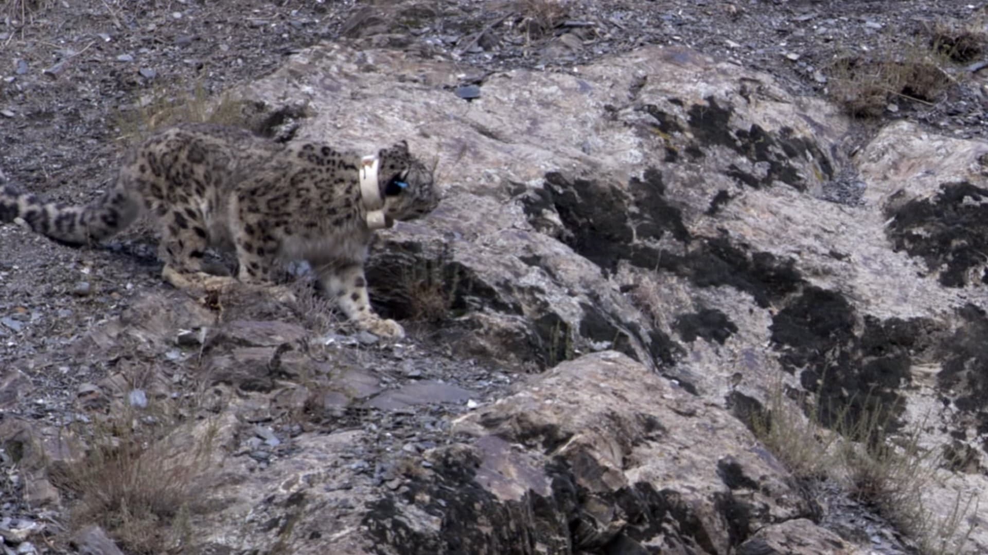 Snow Leopard: Beyond the Myth