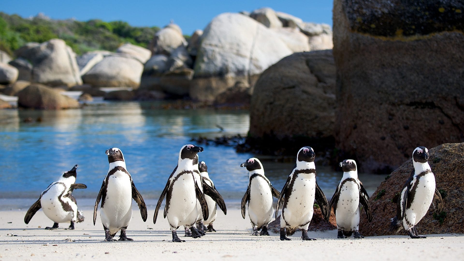 La famiglia dei pinguini