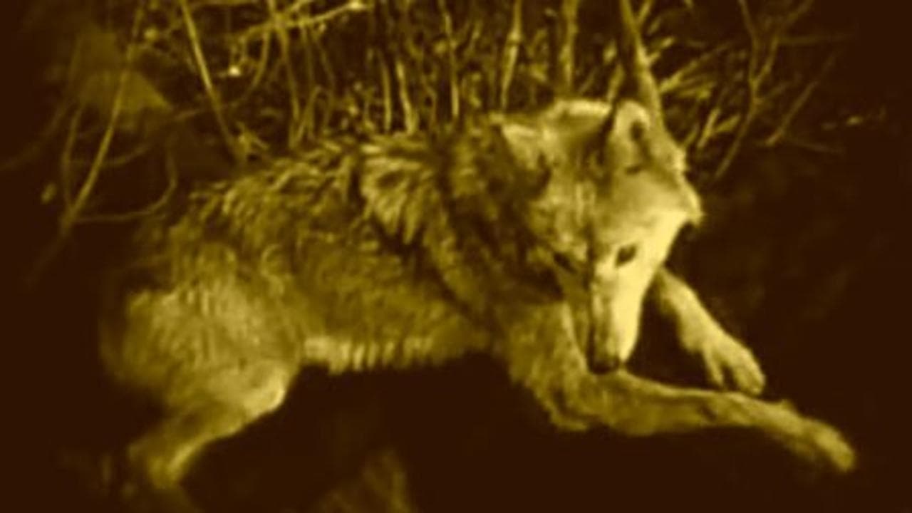 Wolf Blood - film