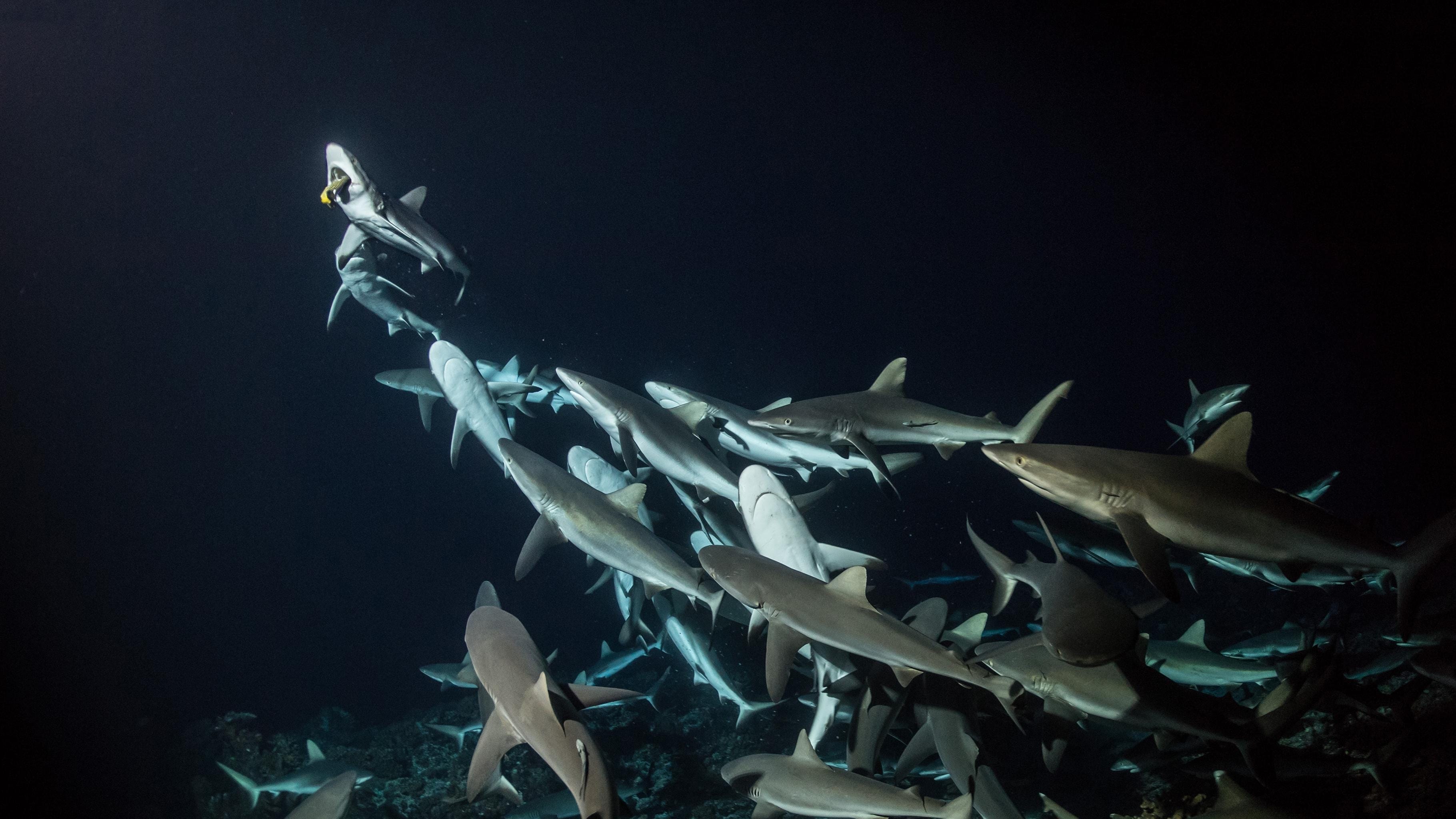 700 squali nella notte - film