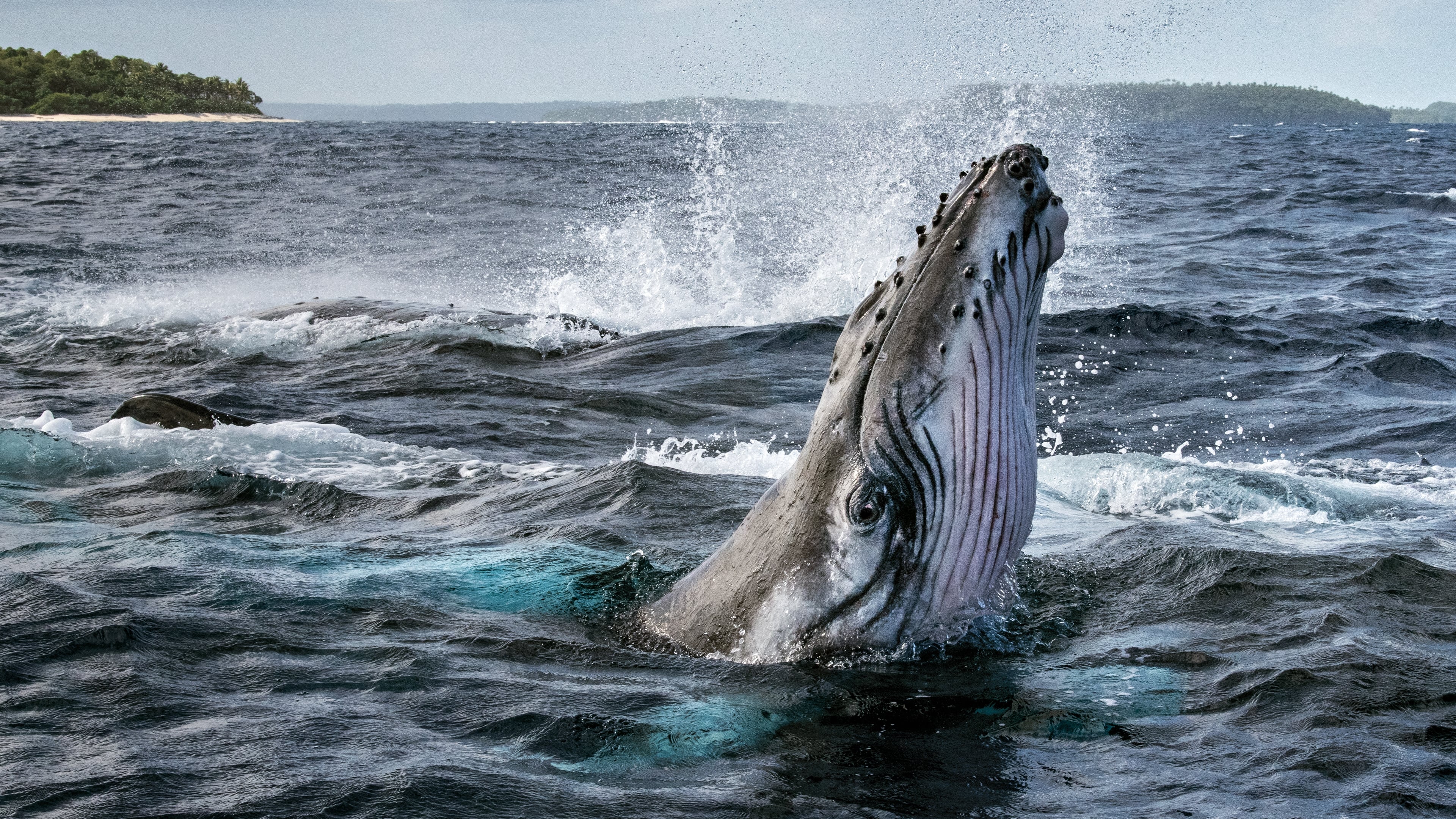 I Segreti delle Balene