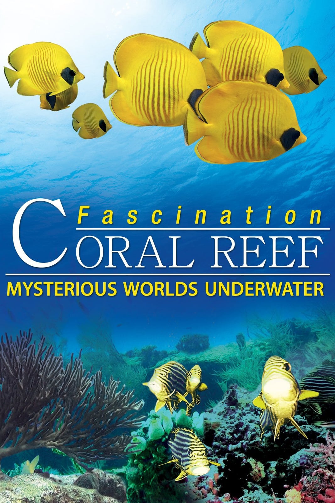 L'Affascinante Barriera Corallina - Vol. 2: Misteriosi Mondi Sommersi